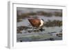 African jacana (Actophilornis africanus), Chobe River, Botswana-Ann and Steve Toon-Framed Photographic Print