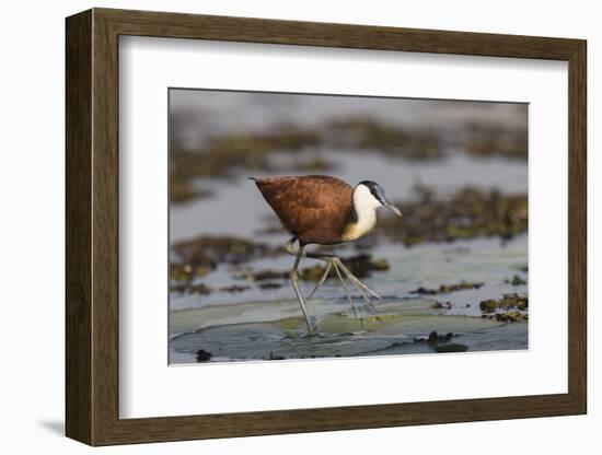 African jacana (Actophilornis africanus), Chobe River, Botswana-Ann and Steve Toon-Framed Photographic Print