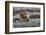 African jacana (Actophilornis africanus), Chobe River, Botswana-Ann and Steve Toon-Framed Photographic Print