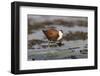 African jacana (Actophilornis africanus), Chobe River, Botswana-Ann and Steve Toon-Framed Photographic Print