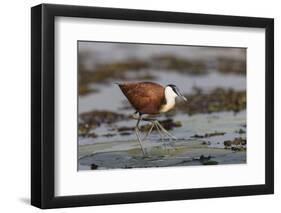 African jacana (Actophilornis africanus), Chobe River, Botswana-Ann and Steve Toon-Framed Photographic Print