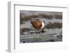 African jacana (Actophilornis africanus), Chobe River, Botswana-Ann and Steve Toon-Framed Photographic Print