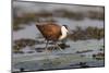 African jacana (Actophilornis africanus), Chobe River, Botswana-Ann and Steve Toon-Mounted Photographic Print