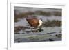 African jacana (Actophilornis africanus), Chobe River, Botswana-Ann and Steve Toon-Framed Photographic Print