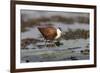 African jacana (Actophilornis africanus), Chobe River, Botswana-Ann and Steve Toon-Framed Photographic Print