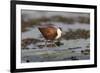 African jacana (Actophilornis africanus), Chobe River, Botswana-Ann and Steve Toon-Framed Photographic Print