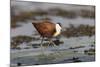 African jacana (Actophilornis africanus), Chobe River, Botswana-Ann and Steve Toon-Mounted Photographic Print