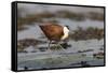 African jacana (Actophilornis africanus), Chobe River, Botswana-Ann and Steve Toon-Framed Stretched Canvas