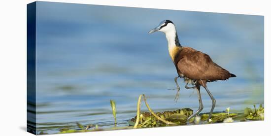 African Jacana (Actophilornis Africanus) Male Holding His Youngsters Safely under His Wings-Wim van den Heever-Stretched Canvas