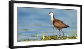 African Jacana (Actophilornis Africanus) Male Holding His Youngsters Safely under His Wings-Wim van den Heever-Framed Photographic Print