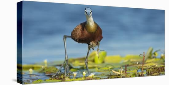 African Jacana (Actophilornis Africanus) Male Holding His Youngsters Safely under His Wings-Wim van den Heever-Stretched Canvas