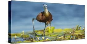 African Jacana (Actophilornis Africanus) Male Holding His Youngsters Safely under His Wings-Wim van den Heever-Stretched Canvas