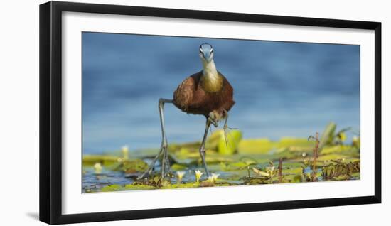 African Jacana (Actophilornis Africanus) Male Holding His Youngsters Safely under His Wings-Wim van den Heever-Framed Photographic Print