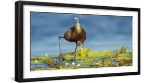 African Jacana (Actophilornis Africanus) Male Holding His Youngsters Safely under His Wings-Wim van den Heever-Framed Photographic Print