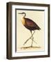 African Jacana, Actophilornis Africanus-William Swainson-Framed Giclee Print