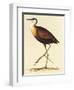 African Jacana, Actophilornis Africanus-William Swainson-Framed Giclee Print