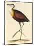 African Jacana, Actophilornis Africanus-William Swainson-Mounted Giclee Print