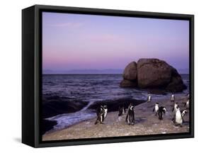 African (Jackass) Penguins, (Sphensiscus Demersus), Cape Town, South Africa, Africa-Thorsten Milse-Framed Stretched Canvas