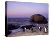 African (Jackass) Penguins, (Sphensiscus Demersus), Cape Town, South Africa, Africa-Thorsten Milse-Stretched Canvas