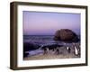 African (Jackass) Penguins, (Sphensiscus Demersus), Cape Town, South Africa, Africa-Thorsten Milse-Framed Photographic Print