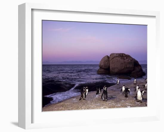 African (Jackass) Penguins, (Sphensiscus Demersus), Cape Town, South Africa, Africa-Thorsten Milse-Framed Photographic Print