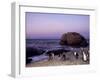 African (Jackass) Penguins, (Sphensiscus Demersus), Cape Town, South Africa, Africa-Thorsten Milse-Framed Photographic Print