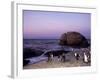 African (Jackass) Penguins, (Sphensiscus Demersus), Cape Town, South Africa, Africa-Thorsten Milse-Framed Photographic Print