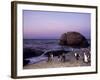 African (Jackass) Penguins, (Sphensiscus Demersus), Cape Town, South Africa, Africa-Thorsten Milse-Framed Photographic Print