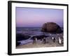 African (Jackass) Penguins, (Sphensiscus Demersus), Cape Town, South Africa, Africa-Thorsten Milse-Framed Photographic Print