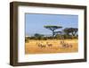 African Landscape with Gazelles, Amboseli, Kenya-Oleg Znamenskiy-Framed Photographic Print