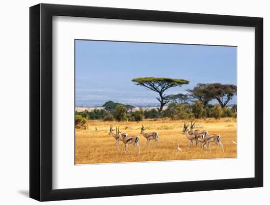 African Landscape with Gazelles, Amboseli, Kenya-Oleg Znamenskiy-Framed Photographic Print