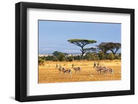 African Landscape with Gazelles, Amboseli, Kenya-Oleg Znamenskiy-Framed Photographic Print