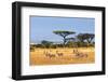 African Landscape with Gazelles, Amboseli, Kenya-Oleg Znamenskiy-Framed Photographic Print