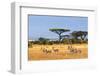 African Landscape with Gazelles, Amboseli, Kenya-Oleg Znamenskiy-Framed Photographic Print