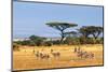 African Landscape with Gazelles, Amboseli, Kenya-Oleg Znamenskiy-Mounted Photographic Print
