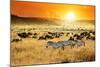 African Landscape. Zebras Herd and Antelopes Wildebeest at Sunset, Kenya-Oleg Znamenskiy-Mounted Photographic Print