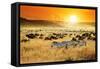 African Landscape. Zebras Herd and Antelopes Wildebeest at Sunset, Kenya-Oleg Znamenskiy-Framed Stretched Canvas