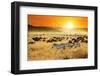 African Landscape. Zebras Herd and Antelopes Wildebeest at Sunset, Kenya-Oleg Znamenskiy-Framed Photographic Print