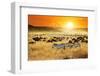 African Landscape. Zebras Herd and Antelopes Wildebeest at Sunset, Kenya-Oleg Znamenskiy-Framed Photographic Print