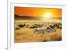 African Landscape. Zebras Herd and Antelopes Wildebeest at Sunset, Kenya-Oleg Znamenskiy-Framed Photographic Print