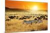 African Landscape. Zebras Herd and Antelopes Wildebeest at Sunset, Kenya-Oleg Znamenskiy-Mounted Photographic Print