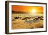 African Landscape. Zebras Herd and Antelopes Wildebeest at Sunset, Kenya-Oleg Znamenskiy-Framed Photographic Print