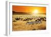 African Landscape. Zebras Herd and Antelopes Wildebeest at Sunset, Kenya-Oleg Znamenskiy-Framed Photographic Print