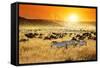 African Landscape. Zebras Herd and Antelopes Wildebeest at Sunset, Kenya-Oleg Znamenskiy-Framed Stretched Canvas