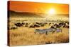African Landscape. Zebras Herd and Antelopes Wildebeest at Sunset, Kenya-Oleg Znamenskiy-Stretched Canvas