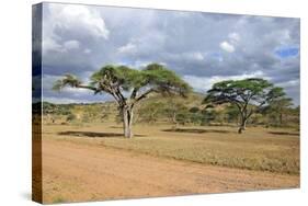 African Landscape-meunierd-Stretched Canvas