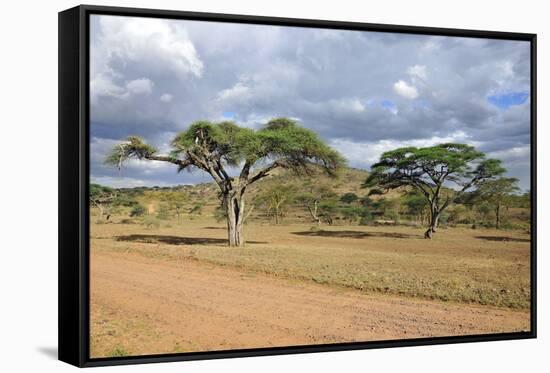 African Landscape-meunierd-Framed Stretched Canvas
