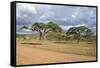 African Landscape-meunierd-Framed Stretched Canvas