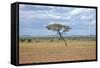 African Landscape-meunierd-Framed Stretched Canvas