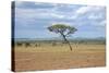 African Landscape-meunierd-Stretched Canvas